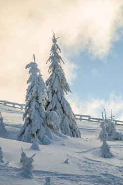 Kış dağ köknar ağaçları ile 