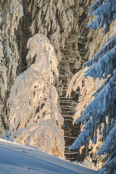Зимова Гора Ялинками — стокове фото