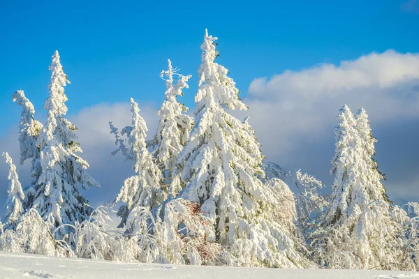 Montaña Invierno Con Abetos — Foto de Stock