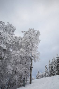 Kış dağ köknar ağaçları ile 