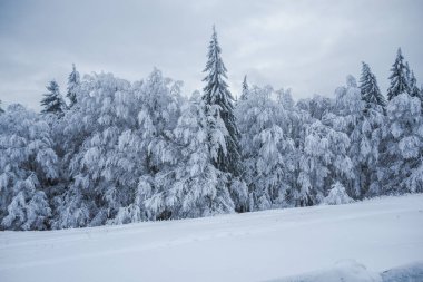Kış dağ köknar ağaçları ile 