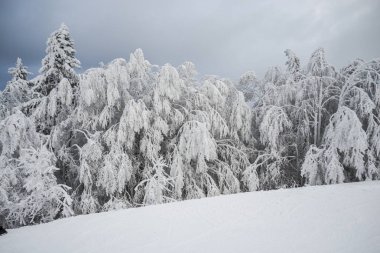 Kış dağ köknar ağaçları ile 
