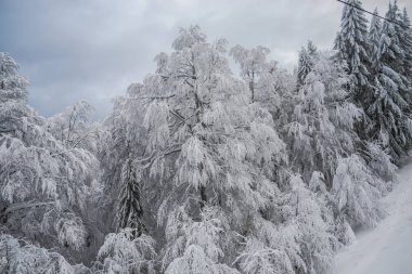 Kış karla kaplı ağaçlar ve gri gökyüzü 