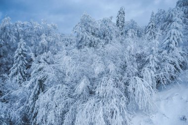 Kış karla kaplı ağaçlar ile