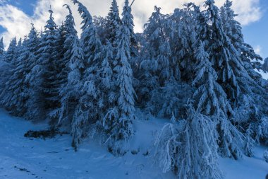 Kış dağ köknar ağaçları ile 