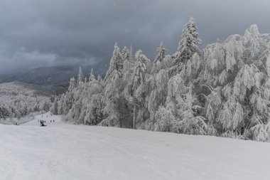 Ağaçlar, doğa manzara ve resort kış dağ kar ile kaplı 