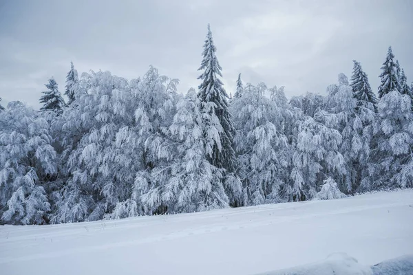Kış dağ köknar ağaçları ile 