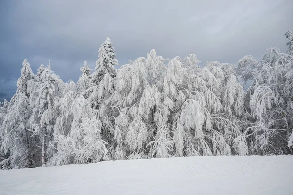 Kış dağ köknar ağaçları ile 