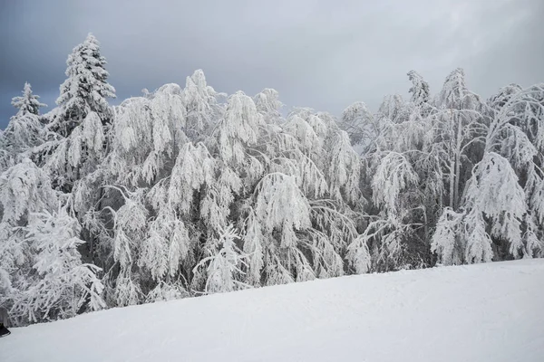 Kış dağ köknar ağaçları ile 