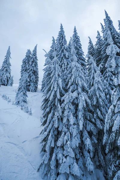 Montaña Invierno Con Abetos — Foto de Stock