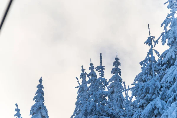 Snow Covered Fir Tree Branches — Stock Photo, Image