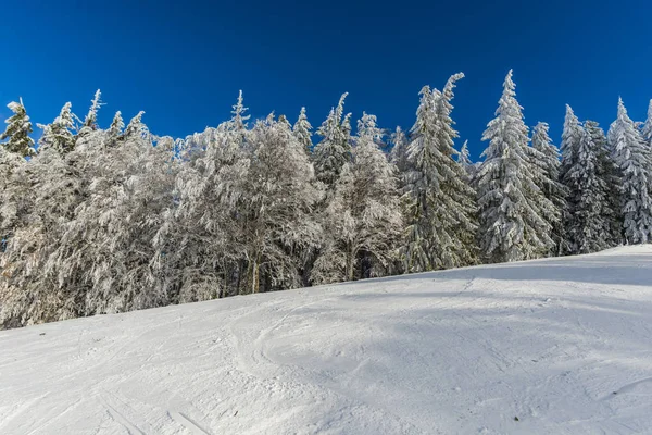 Winterberg Mit Tannen — Stockfoto