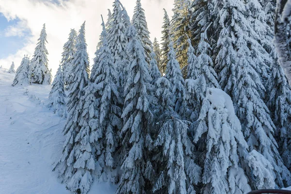 Montanha Inverno Com Abetos — Fotografia de Stock