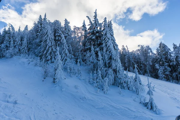 Montagna Invernale Con Abeti — Foto Stock