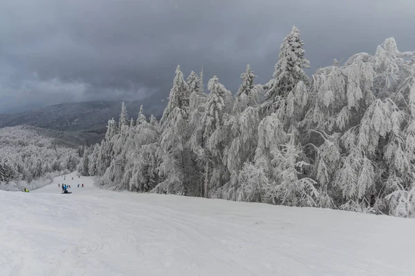 Winterberg Mit Schneebedeckten Bäumen Naturlandschaft Und Resort — Stockfoto