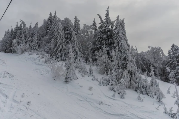 Montanha Inverno Com Abetos Dia Sombrio Cinza — Fotografia de Stock