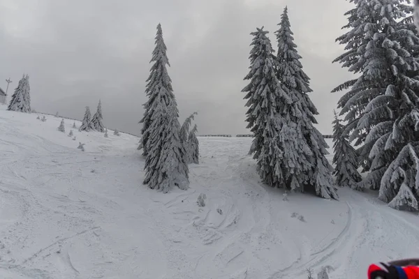 Winter Berg Met Dennenbomen Grijze Sombere Dag — Stockfoto
