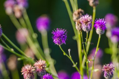 Bulanık arka plan ile devedikeni bitkilerin Kırpılmış görünümü