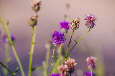 Bulanık arka plan ile devedikeni bitkilerin Kırpılmış görünümü