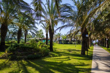 Yazlık tatil beldesinde düzenli yeşil palmiyeler