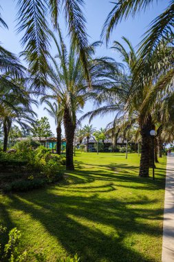 Yazlık tatil beldesinde düzenli yeşil palmiyeler