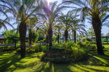 Yazlık tatil beldesinde düzenli yeşil palmiyeler
