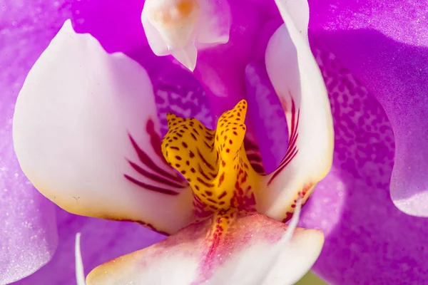 Beskuren Rosa Och Vit Orkidé Blomma — Stockfoto