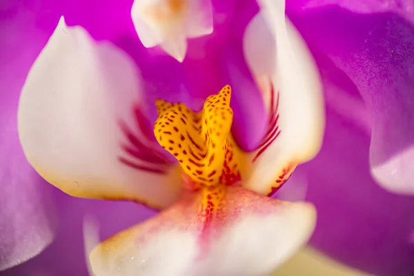 Vista Cortada Flor Orquídea Rosa Branca — Fotografia de Stock