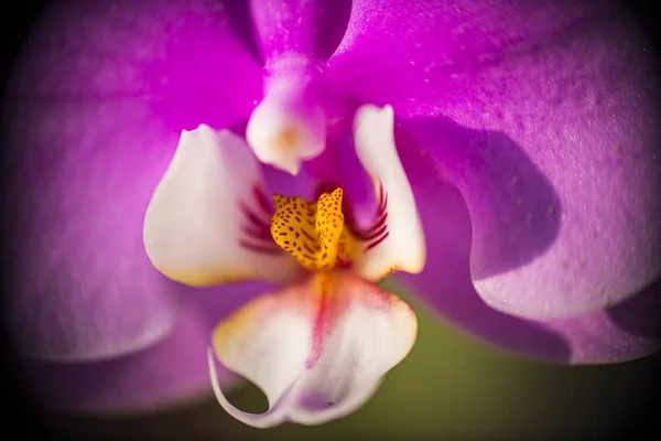 Vista Cortada Flor Orquídea Rosa Branca — Fotografia de Stock
