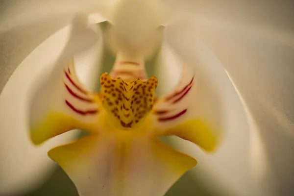 Beyaz Orkide Çiçek Kırpılmış Görünümü — Stok fotoğraf