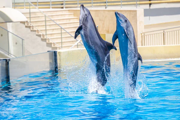 Two Dolphins Jumping Dolphinarium Pool — Stock Photo, Image
