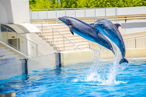 Two Dolphins Jumping Dolphinarium Pool — Stock Photo, Image