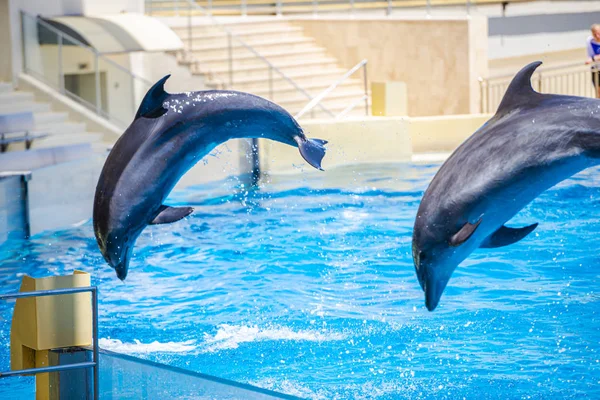 Two Dolphins Jumping Together Dolphinarium Pool — Stock Photo, Image