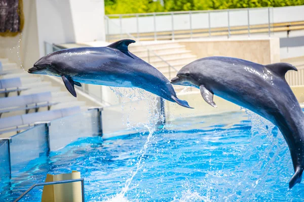 Two Dolphins Jumping Together Dolphinarium Pool — Stock Photo, Image