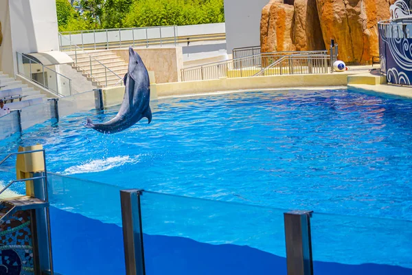 Dolphin Performing Dolphinarium Pool — Stock Photo, Image