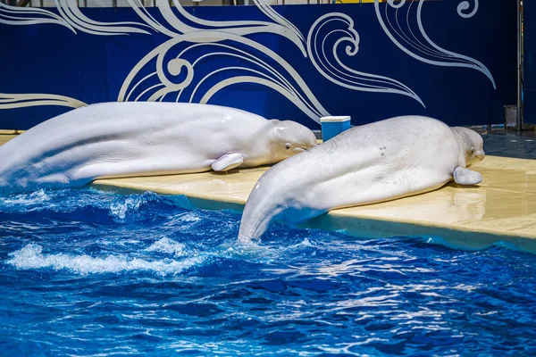 Two Dolphins Resting Pier Dolphinarium Pool — Stock Photo, Image