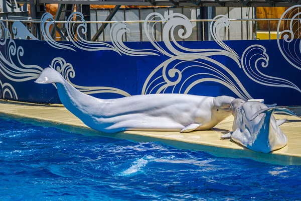 Two Dolphins Resting Pier Dolphinarium Pool — Stock Photo, Image