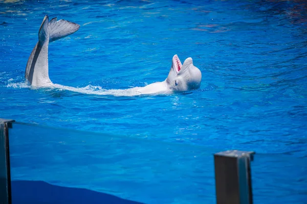 Dolphin Performing Dolphinarium Pool — Stock Photo, Image