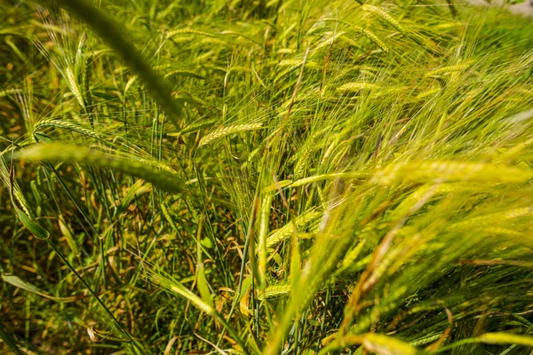 Yellow Green Ripening Wheat Field — Stock Photo, Image