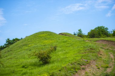 Yaz tarlasında parlak yeşil çim