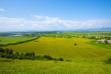 Güneşli gündüz parlak olgunlaşan buğday yaz tarlası