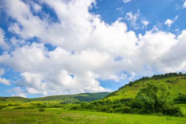 Gündüz parlak yeşil yaz alanı