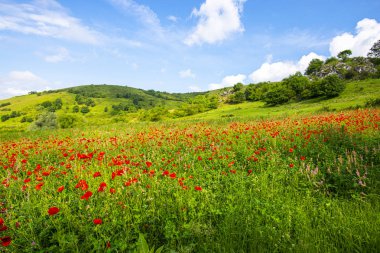 Parlak yeşil yaz alanı güntrime de kırmızı haşhaş çiçekleri dolu