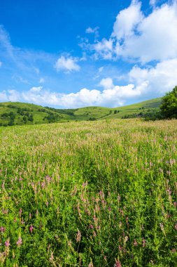 Gündüz parlak yeşil yaz alanı
