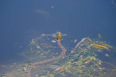 Nehir suyunda küçük yılan