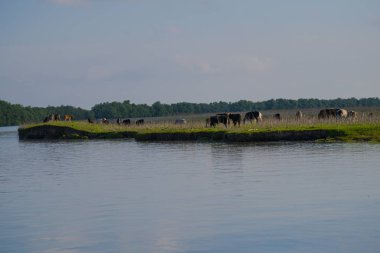 Pürüzsüz yansıtıcı su ile Riverside