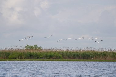 Gri günde nehir kıyısında kuş gözleme
