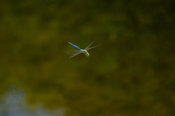 Pequena Libélula Voando Sobre Fundo Verde Borrado — Fotografia de Stock