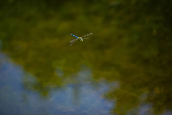 Małe Dragonfly Pływające Niewyraźne Zielone Tło — Zdjęcie stockowe
