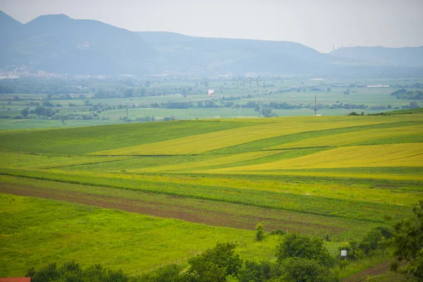 Brilhante Campo Verão Amadurecendo Trigo Durante Dia Ensolarado — Fotografia de Stock